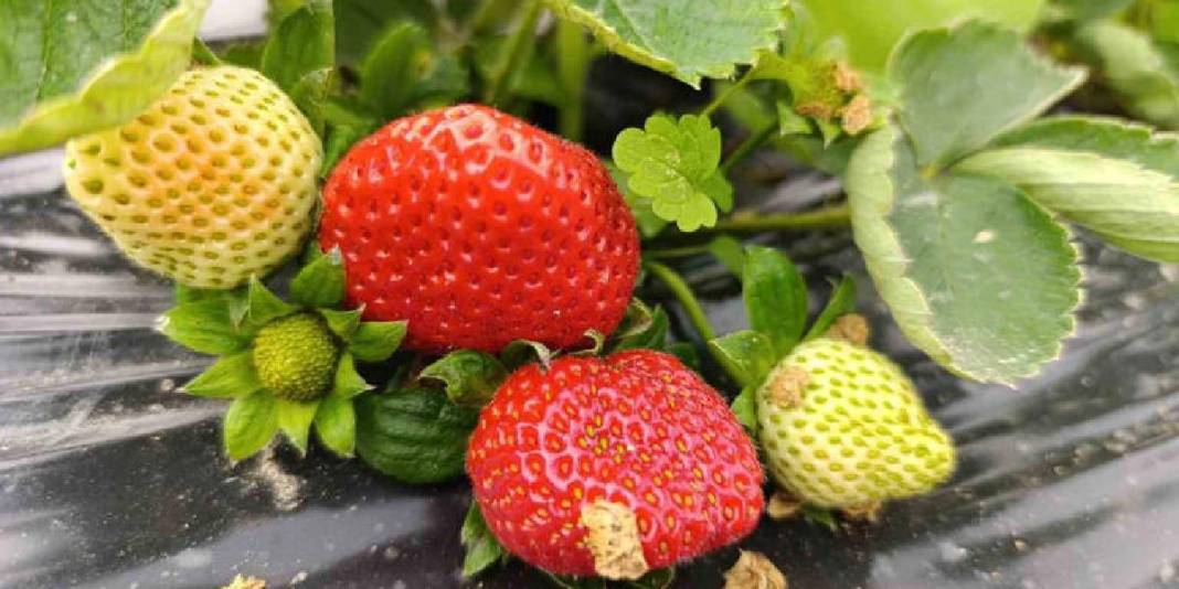 4 mevsim yetişiyor, Aralık ayında bile talep patlıyor! Kilosu 200 TL: İsteyen pazardan isteyen tarladan alıyor 3